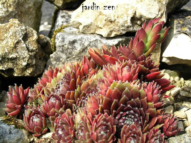 sempervivum silberkar