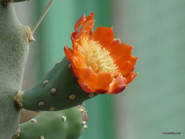 cactusavril-2010-422--15-.jpg
