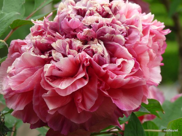 pivoines 6.05 048 (24)