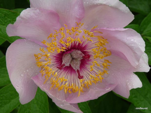 pivoines 6.05 048 (57)
