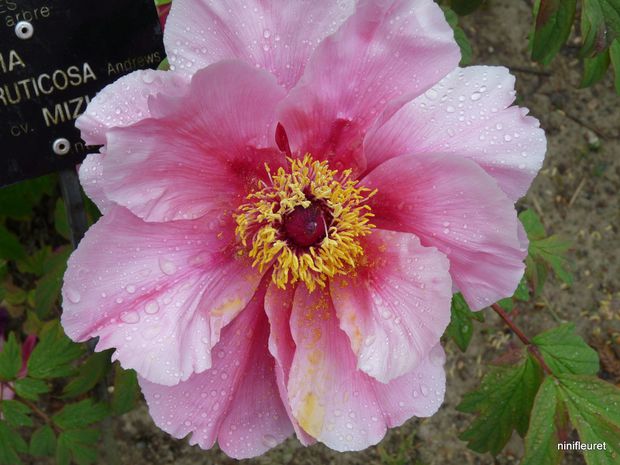 pivoines 6.05 048 (59)
