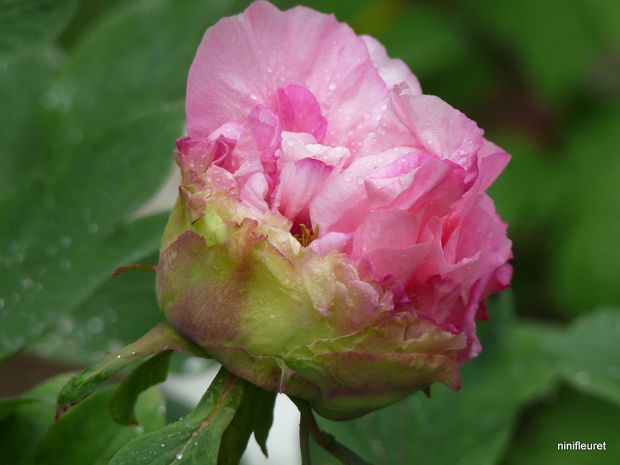 pivoines 6.05 048 (63)