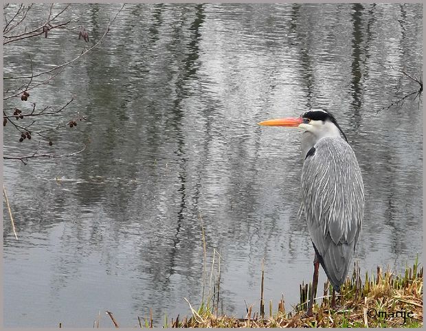 heron.jpg