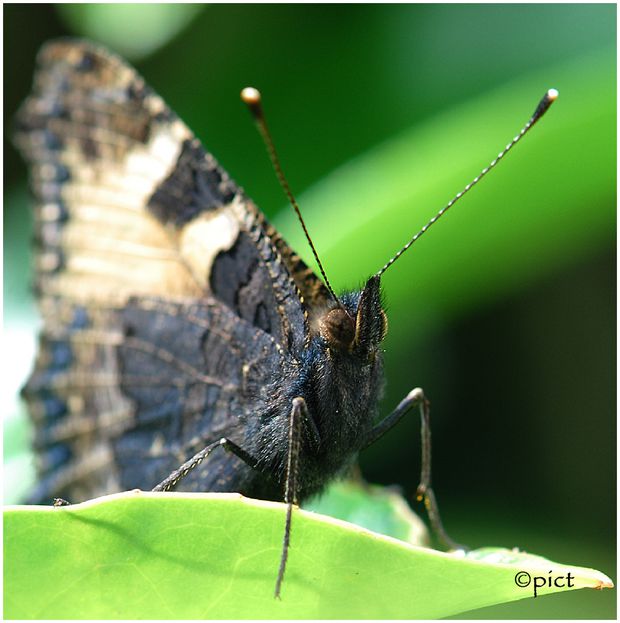 a-l-antenne.jpg