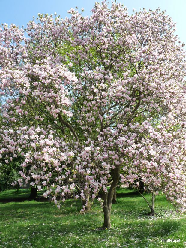 magnolias avril 2010 044