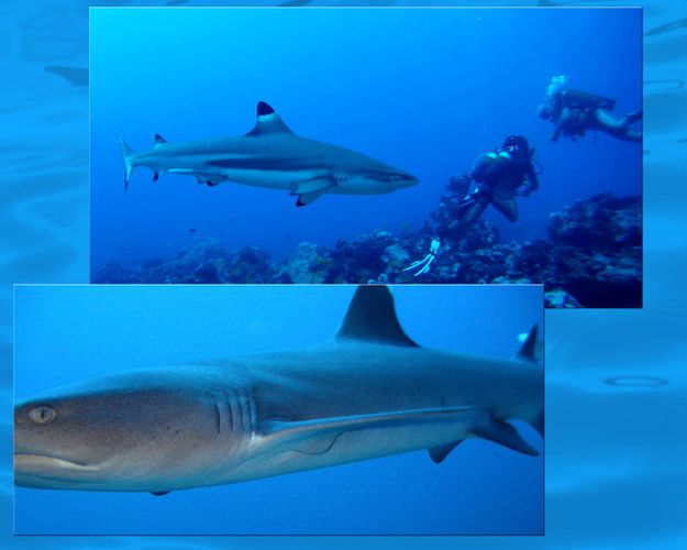 023-requins 30-03-2012