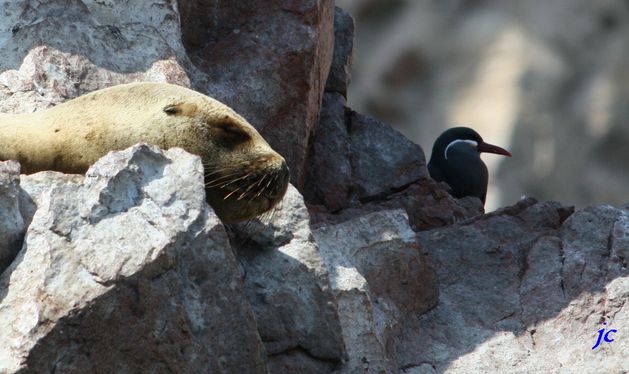 oiseaux 9010