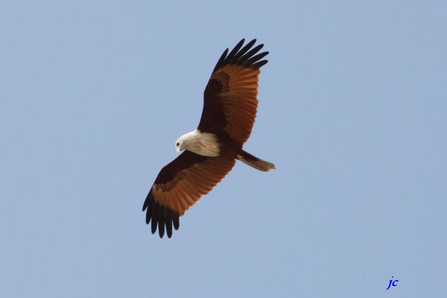 oiseaux 03076