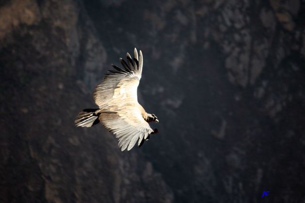 oiseaux 0440