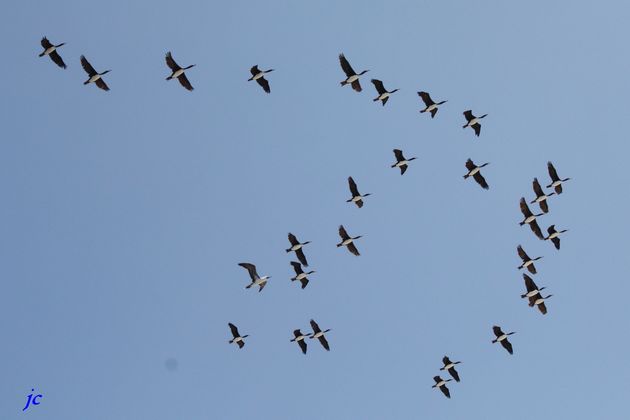 oiseaux 8979