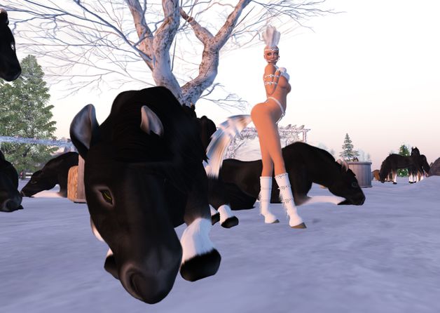 des chevaux et fredylajoie 1