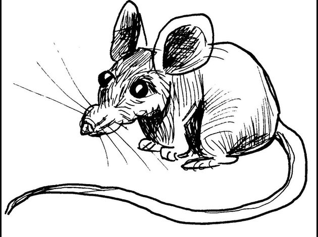 Coloriage Animaux Domestique Coloriage Animaux Domestique