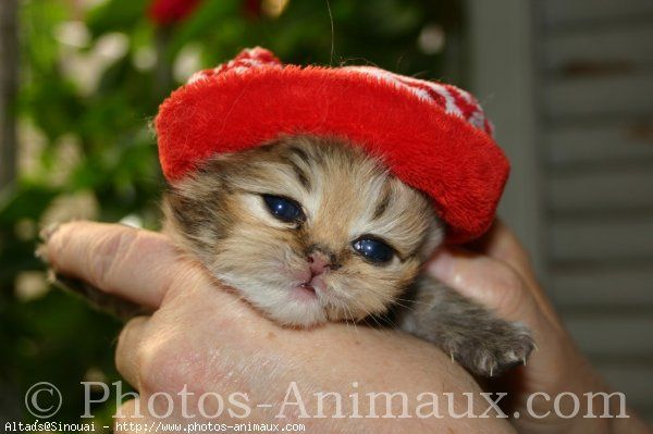 Des belles photos Bonnet