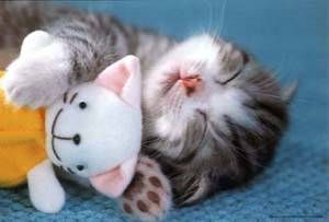Des belles photos Chaton-2