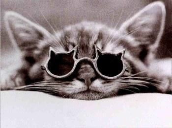 Des belles photos Lunettes