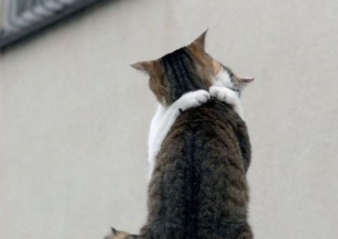 pour vous, c'est quoi, bien embrasser ? Chat-embrasse