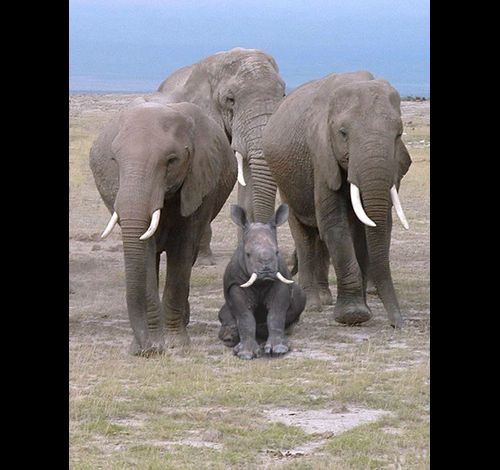 http://img.over-blog.com/630x470-000000/0/19/24/98//animaux/intus-imposter-baby_rino_w_tusks_elephant.jpg