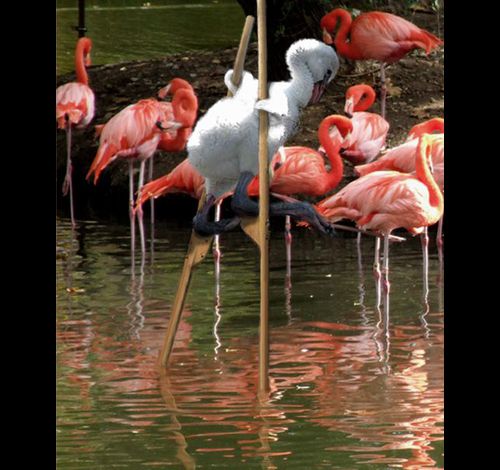 http://img.over-blog.com/630x470-000000/0/19/24/98//animaux/intus-imposter-duck_w_stilts_flamingo.jpg
