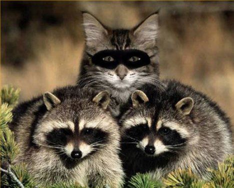 http://img.over-blog.com/630x470-000000/0/19/24/98//animaux/intus-imposter-raccoon-.jpg