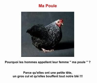 http://img.over-blog.com/630x470-000000/0/58/75/57/animaux/Ma-poule.jpg