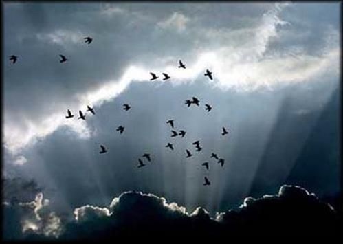 http://img.over-blog.com/630x470-000000/2/27/06/12//Animaux/Les-oiseaux-tristes.jpg