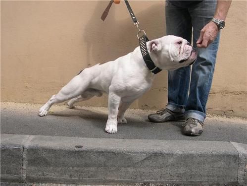 butch.jpg