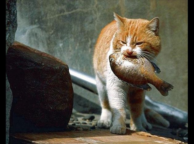 Cuisinier pour nos félins Chat-mange-poisson