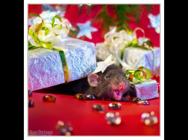 arkanys_35___fancy_rat_by_dianephotos-d34gycn.jpg