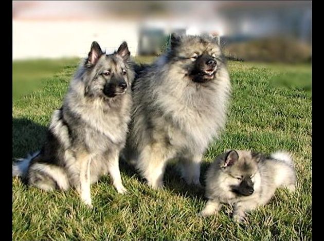 Pin Photos De Spitz Loup 1038 Lebonchienfr on Pinterest Pin Photos De Spitz Loup 1038 Lebonchienfr on Pinterest