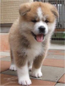 LE BLOG DU SHIBA INU ET DES CHIENS JAPONAIS ( SPITZ LE BLOG DU SHIBA INU ET DES CHIENS JAPONAIS ( SPITZ