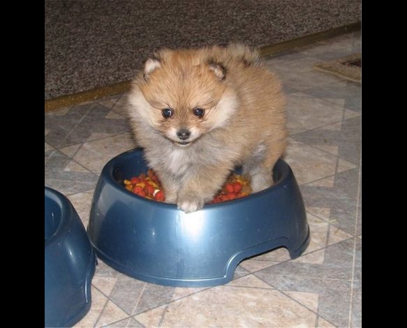 Pin Spitz Nain Pomeranien Adulte on Pinterest Pin Spitz Nain Pomeranien Adulte on Pinterest