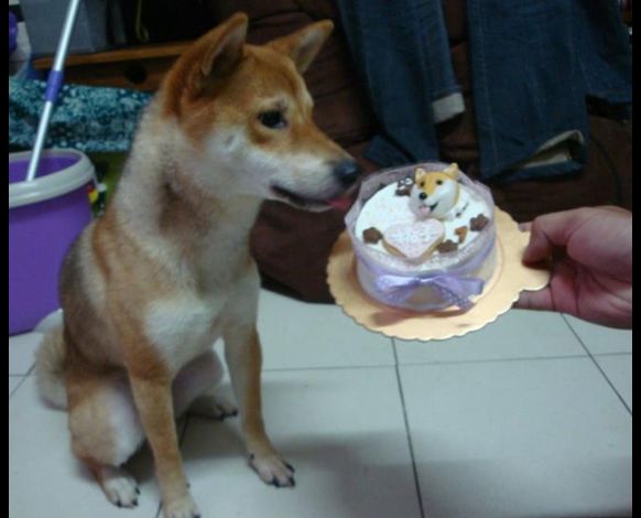 Shiba Inu Birthday Cake Shiba Inu Birthday Cake