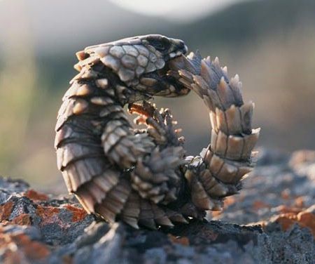 Lezard Tatou