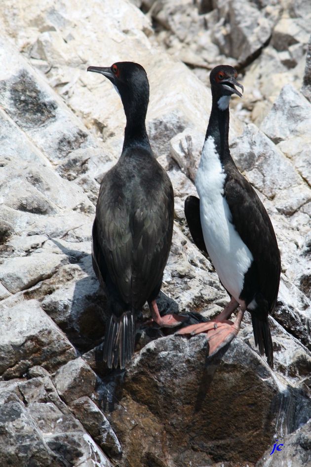 oiseaux 0307