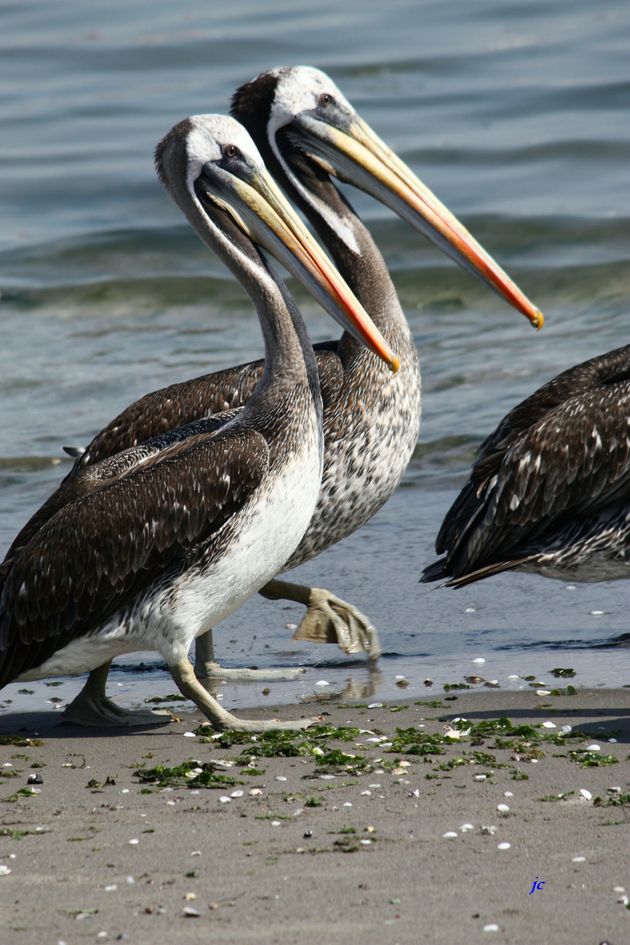 oiseaux 8794