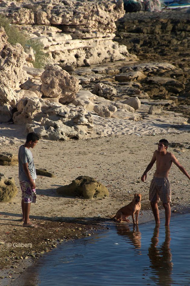 plage-djerba-chien-1