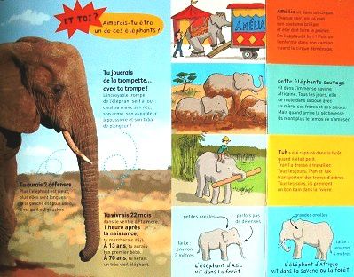 Kididoc Les éléphants 3