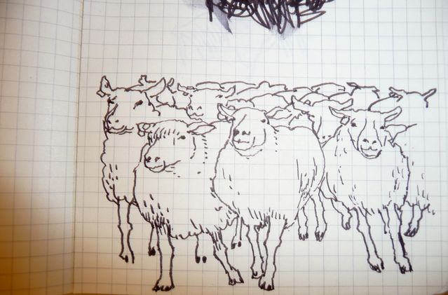mouton.jpg