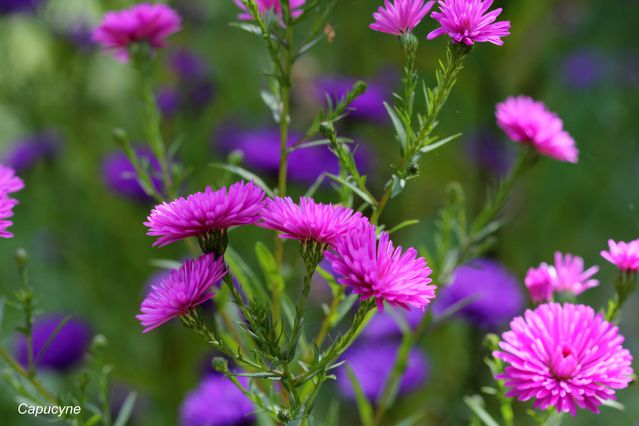 asters 3452