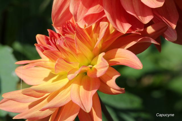 dahlia 2893