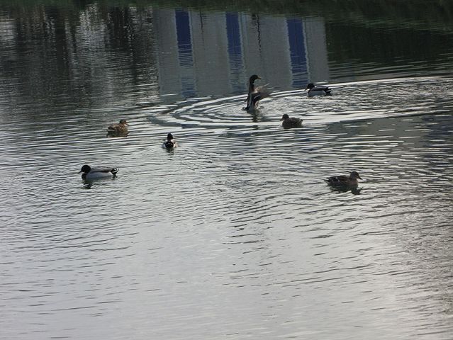 marais poitevin 059