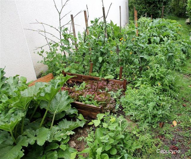 potager 7985