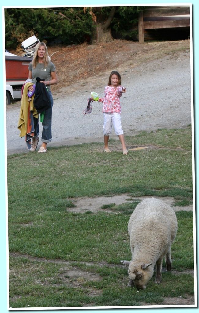 mouton3