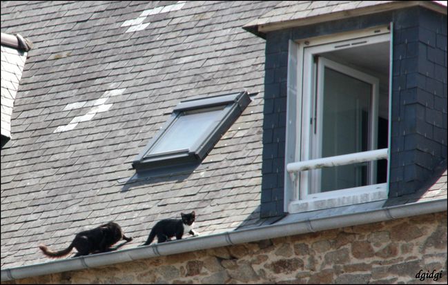 chats-sur-le-toit.jpg