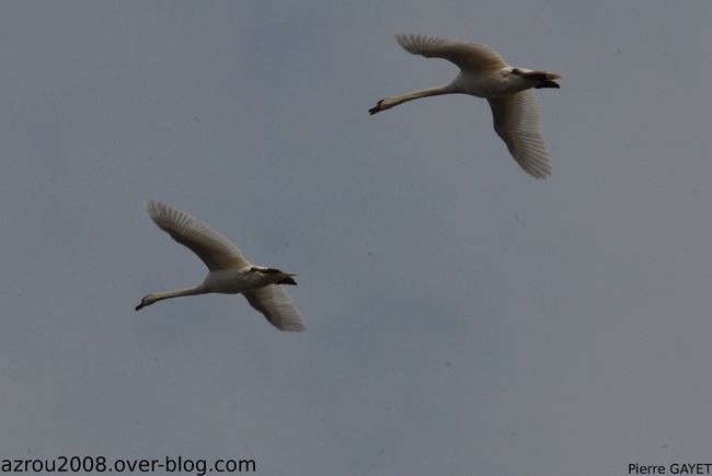 cygnes-vol