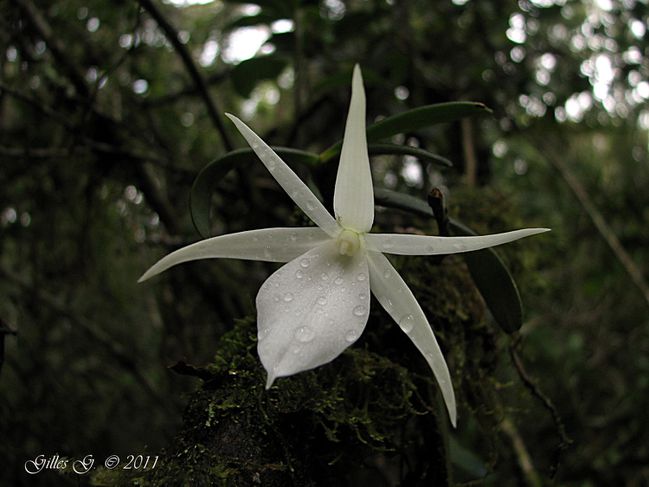 10 Anjozorobe - Angraecum sp1'