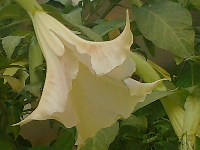 DATURA-CANNES.png