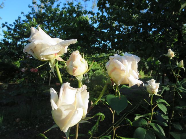 jardin-roses-du-22-mai-2014-099.JPG