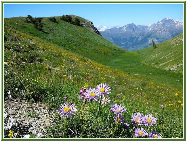 Marjorie Hoffmann flore des Alpes
