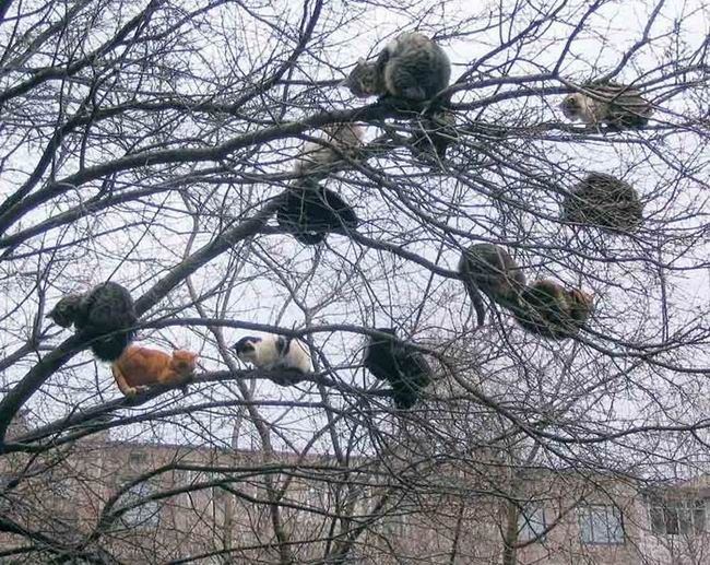 arbre a chat